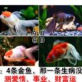 心理測試：4條金魚，那一條生病沒有精神？測愛情、事業、財富運