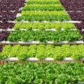蔬菜種植技術，如何管理才能提高效益