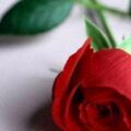 心理測試：哪一朵紅玫瑰最妖豔？測出你今年會談幾個對象？超准