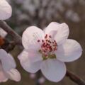 趣味測試：哪一朵櫻花最迷人？測你在2019年擁有什麼樣的福氣