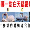 心理測試：覺得哪一對白天鵝最恩愛？測什麼樣的愛情適合你！