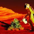世界怪事：荷蘭科學家宣稱，人類30年後能在火星種農作物！