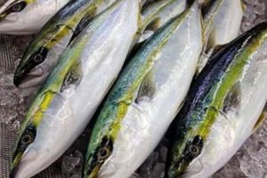 全球最貴、產量最稀少的頂級食用魚，你見過幾種？