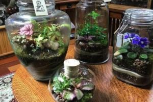 家裡用剩下的玻璃瓶養成微型組合植物景觀，花市上賣上百塊