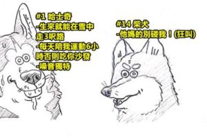 16張超萌的狗狗品種插圖讓你分辨出「各種狗狗的超爆笑特徵」！