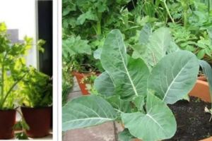 這幾種蔬菜養在陽台就能豐收，喜歡吃的你，家裡養了嗎？