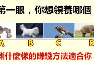 第一眼，你想領養哪個？測什麼樣的賺錢方法適合你！