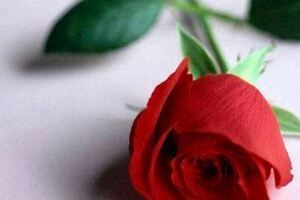 心理測試：哪一朵紅玫瑰最妖豔？測出你今年會談幾個對象？超准