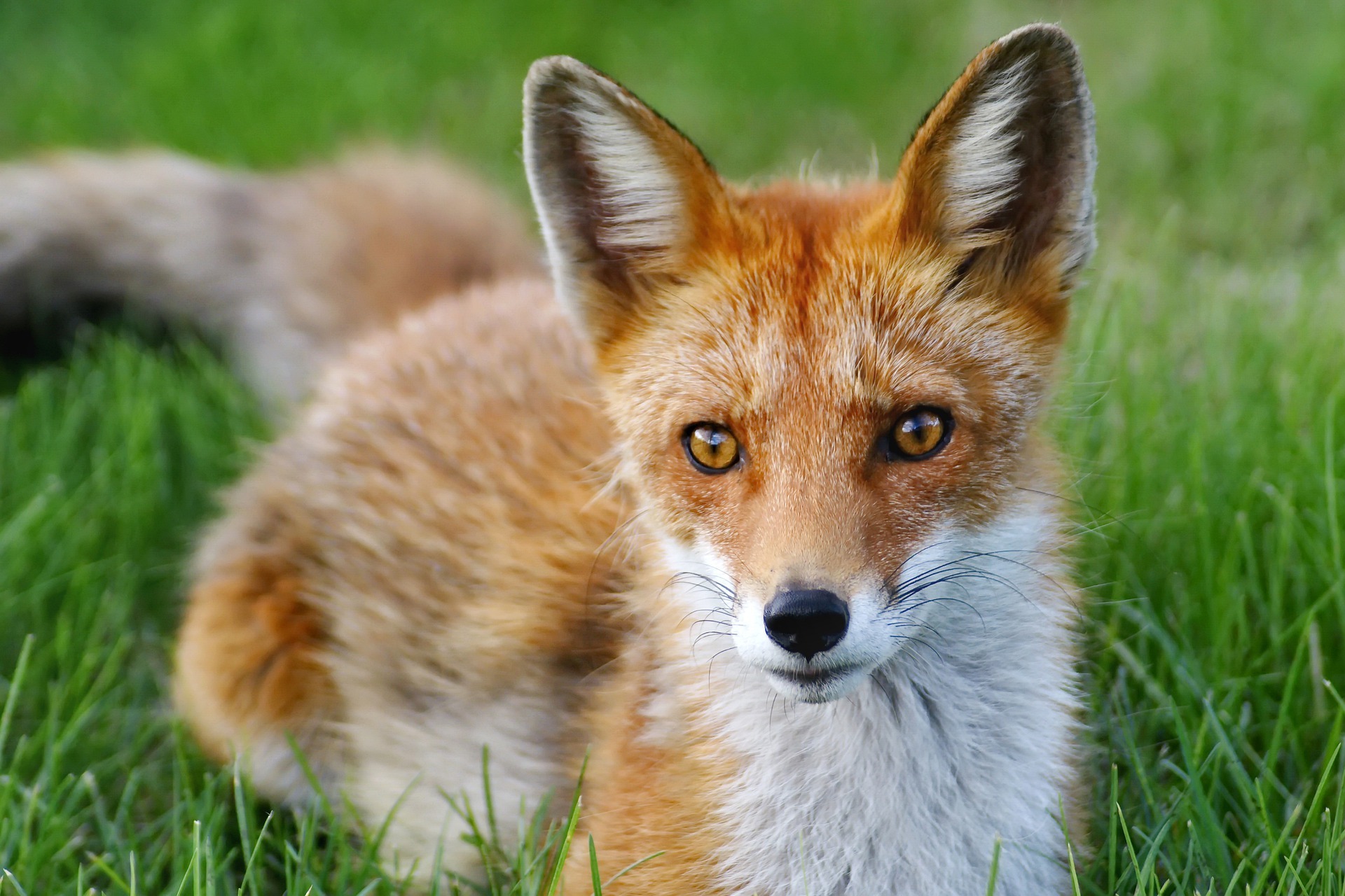 ▲▼紅狐幼崽長得極像黑色拉不拉多幼犬。（示意圖／pixabay）