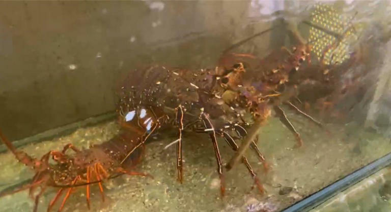 餐廳業者指活撈的龍蝦一尾至少3000元起跳。(吳佩蓉攝) 餐廳業者指活撈的龍蝦一尾至少3000元起跳。(吳佩蓉攝)