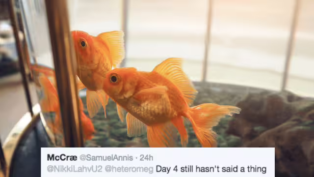 %e9%87%91%e9%ad%9a%e6%8f%9b%e6%88%90%e7%b4%85%e8%98%bf%e8%94%94