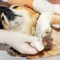 幼犬三大傳染疾病：細小、犬瘟、冠狀病毒