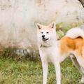 秋田犬，被譽為「日本國寶」，為何很少有人養？