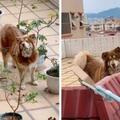 女子發現對面大樓屋頂有一隻落單的阿拉斯加雪橇犬，每天給它餵食