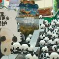「1864大熊貓巡展」亮相上海，與「滾滾」相約正大廣場