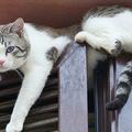 貓咪為什麼喜歡在「高處」？主要有這些原因