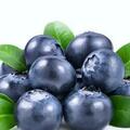 藍莓堪稱水果之王，價格雖高，功效卻堪比保健品，有兩類人宜常吃