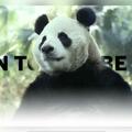 關於大熊貓，你不知道的冷知識