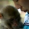 重慶小伙收養走失小猴，猴子把他當成媽媽，最後結局卻只能分開？