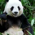 考古新發現！霸陵發現大熊貓骨骼，難道漢文帝也喜愛大熊貓？