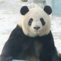 草原上的大熊貓「七喜」，整活很厲害！