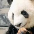 第一次在大熊貓身上看到了無語和嫌棄，這窩窩頭是有多難吃？