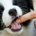 為何狗狗會「輕咬」你？無非就是這幾個主要原因