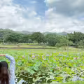 新北秘境「山佳荷花池」美到8月 順遊沐心池超忘憂
