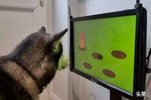 研究表明電子遊戲對老犬健康有益，於是一款狗類主機誕生