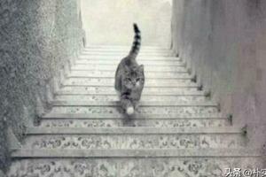 視錯覺：貓是上升還是下降？你的選擇對你有什麼影響？