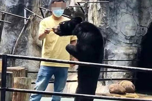遊客驚見黑熊「瘦成老鼠」好心疼　動物園：夏天掉毛顯瘦