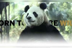 關於大熊貓，你不知道的冷知識