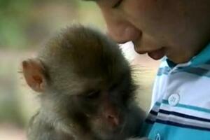 重慶小伙收養走失小猴，猴子把他當成媽媽，最後結局卻只能分開？