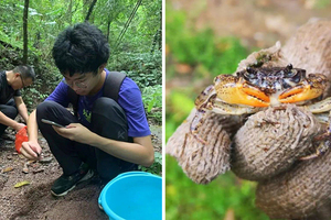 17歲少年溪邊抓螃蟹　驚覺外形怪怪的…一查竟是「地球新物種」