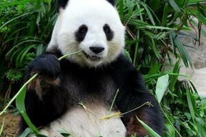 考古新發現！霸陵發現大熊貓骨骼，難道漢文帝也喜愛大熊貓？