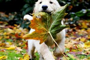 其實狗狗自己找「葉子」吃，是想跟你說這幾件事