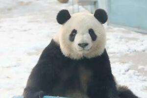 草原上的大熊貓「七喜」，整活很厲害！