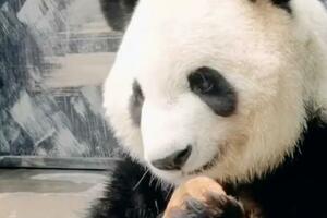 第一次在大熊貓身上看到了無語和嫌棄，這窩窩頭是有多難吃？