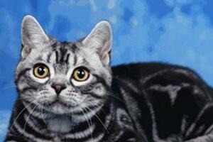 【貓咪全球調查】全球貓咪品種數大盤點，哪些最可愛受歡迎？