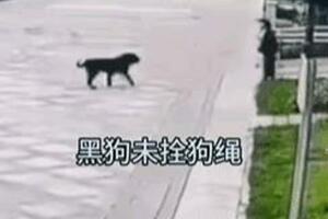 心痛！四川崇州市惡犬傷人！誰該為頻發的狗咬人事件負責？