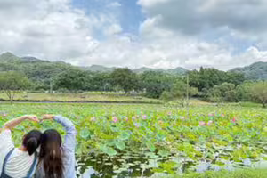 新北秘境「山佳荷花池」美到8月 順遊沐心池超忘憂