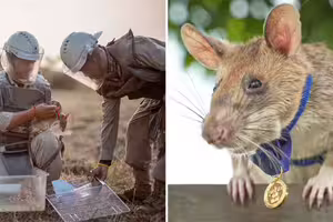 英雄鼠「5年掃除上百地雷」 拯救戰地220萬人命 英雄鼠「5年掃除上百地雷」 拯救戰地220萬人命