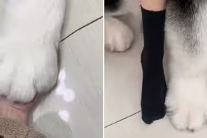 超巨型腳掌！「超大隻本尊曝光」模樣超傻萌