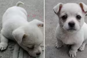 流浪小白狗老是趴水溝蓋上「領養隔天牠又趴回去」 聽附近住戶嘆氣才懂為什麼 流浪小白狗老是趴水溝蓋上「領養隔天牠又趴回去」 聽附近住戶嘆氣才懂為什麼