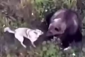 哈士奇走失！飼主出動無人機尋找　驚見「愛犬和熊群玩超嗨」