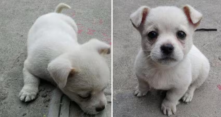 流浪小白狗老是趴水溝蓋上「領養隔天牠又趴回去」 聽附近住戶嘆氣才懂為什麼