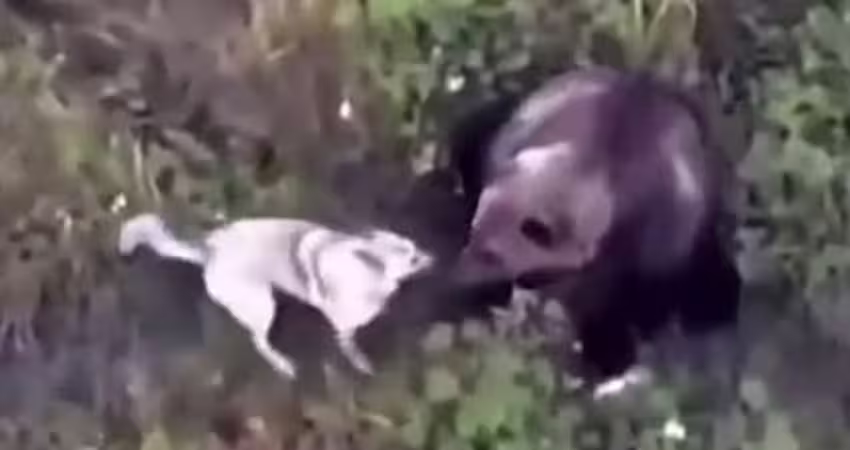 哈士奇走失！飼主出動無人機尋找　驚見「愛犬和熊群玩超嗨」