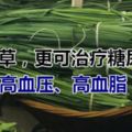 它叫洗腸草，更可治療糖尿病、高血壓、高血脂