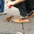 超迷你小小狗走過來給路人「鞋咚」，一瞬間就被牠萌到炸開了！