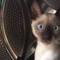 好奇心強的小貓咪洗衣滾筒裡體驗了一下嚇到了